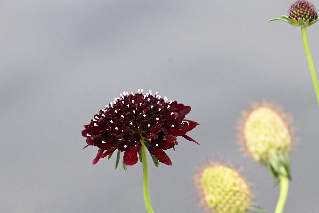 2025-07119505 Tower Hill Botanic Garden, MA.JPG - Pincushion Flower (Scabiosa atropurpurea). New England Botanic Garden at Tower Hill, MA, 7-11-2025